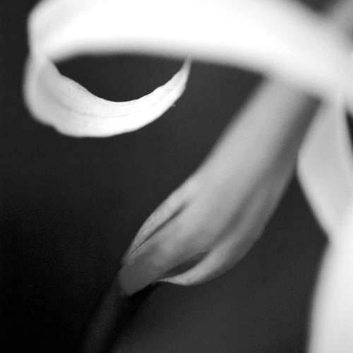 AP_05---Orchid---Alexandros-Pissourios